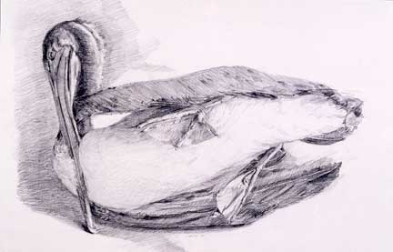 Brown Pelican